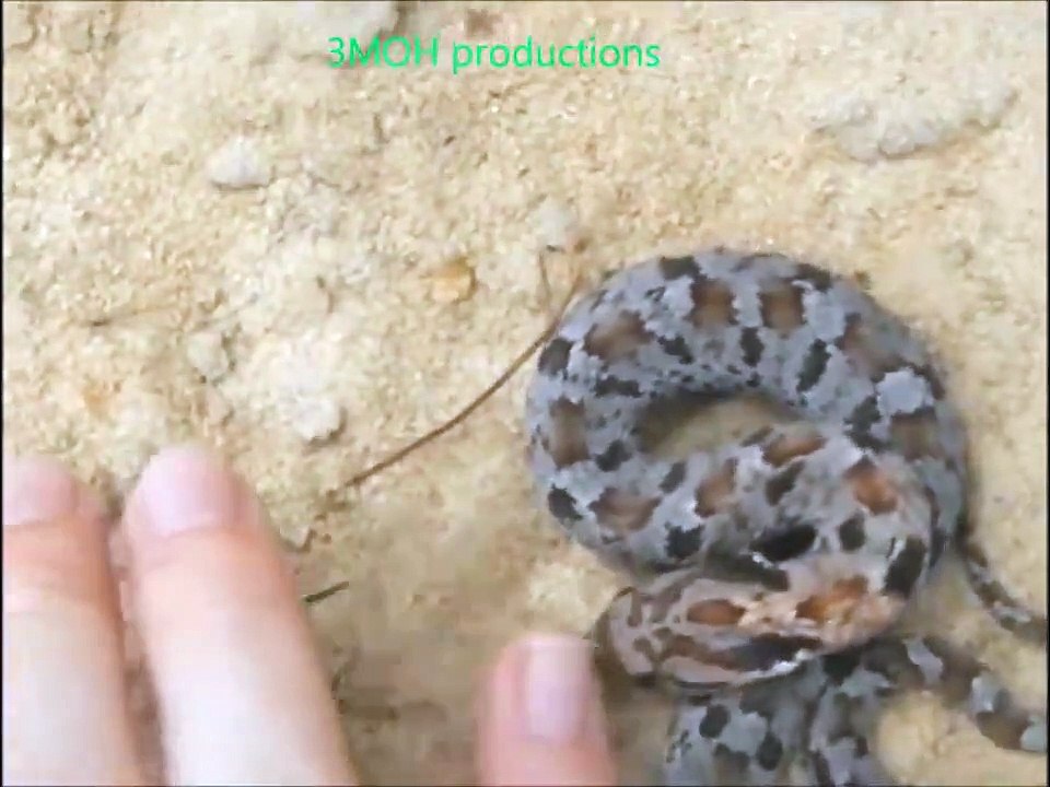 DEAD SNAKE Hilarious Voiceover!