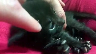 Tiny Kitten Gets Cuddles! SUPER CUTENESS