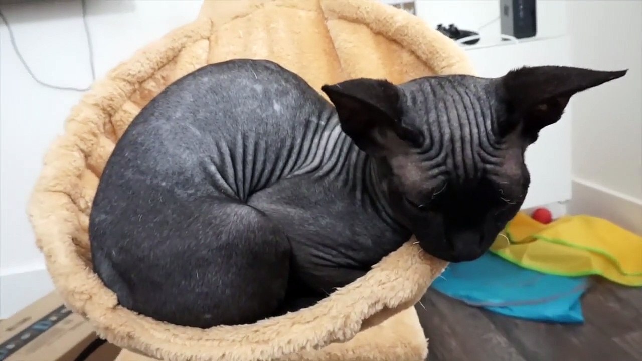 WHAT IT'S LIKE TO OWN A SPHYNX CAT