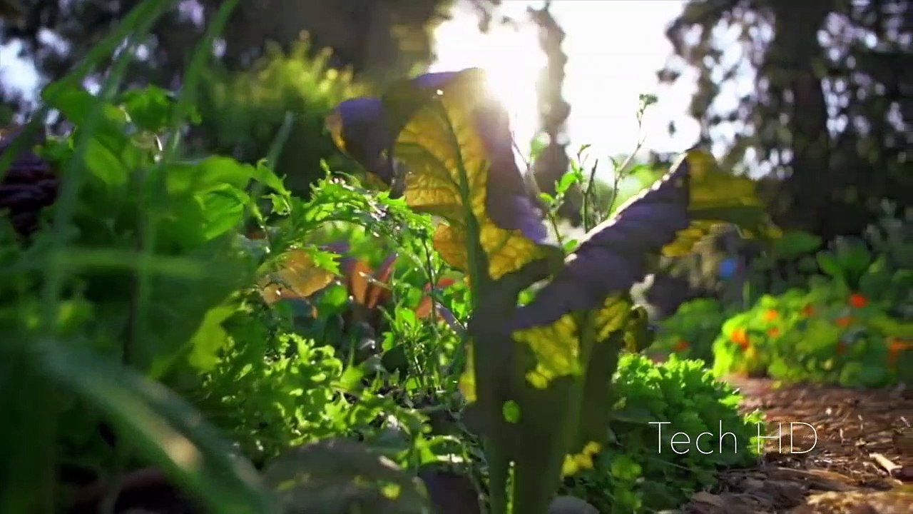 5 Jardin des Inventions, Vous DEVEZ Avoir