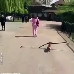 Khi thanh niên cún sở hữu một đứa bạn nhiệt tình nhưng bị ngáo ngơ