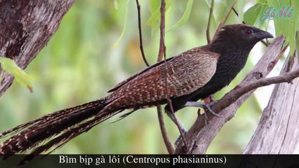 Bìm Bịp Gà Lôi Loài Chim Làm Tổ Trong Lùm Cây Bụi Cỏ