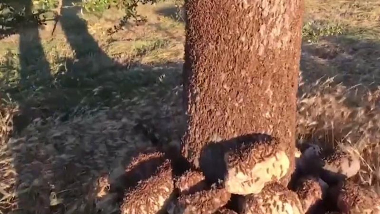 Sardenha invadida por milhões de gafanhotos