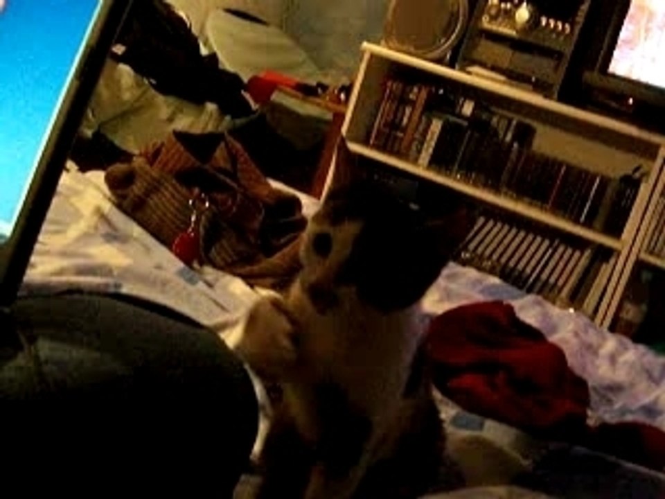 Moustik Attack