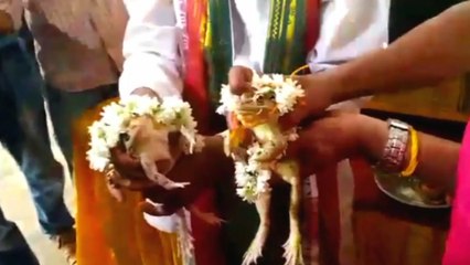 Frog wedding to ‘appease rain god’ held in drought-stricken southwest India
