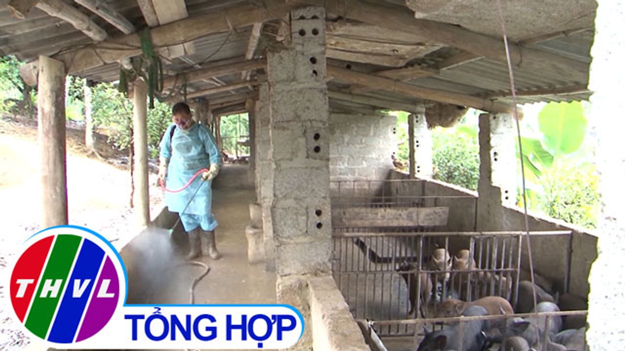 THVL | Nông nghiệp bền vững: Khẩn cấp phòng chống dịch tả heo Châu Phi