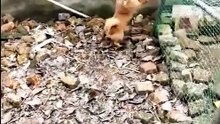 Chicken VS Dog Fight  -  Funny Dog Fight Videos