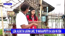 LLDA: Algae sa Laguna Lake, 'di nakaaapekto sa lasa ng isda