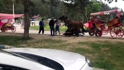 Faytona bağlı at sıcak hava ve yorgunluktan böyle bayıldı