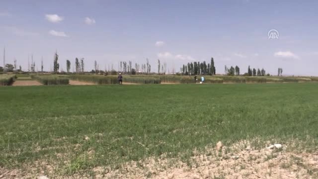 Kuraklığa dayanıklı, verimli ve kaliteli buğday geliştirildi