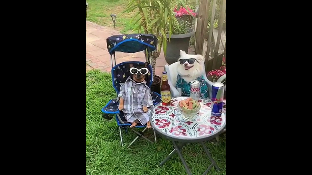 Dogs hold drinks party to enjoy hot weather in New Jersey