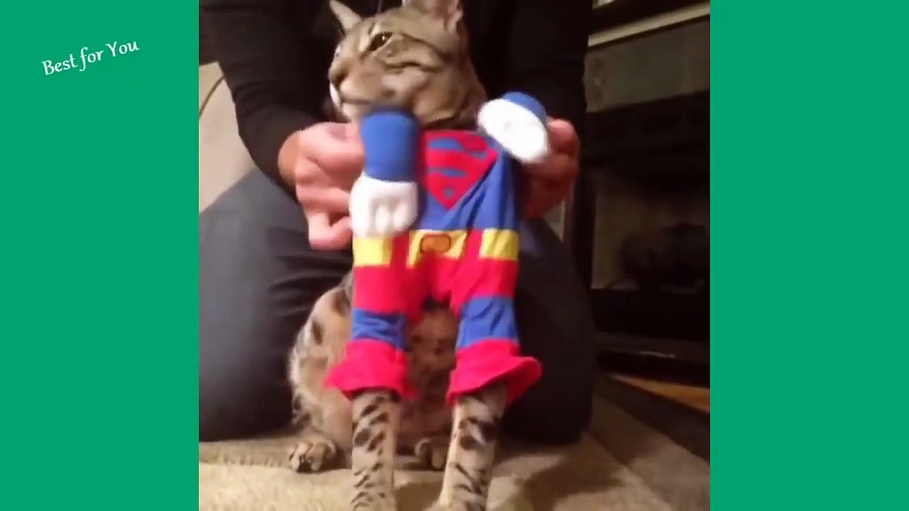 Funny Cats Vine Compilation