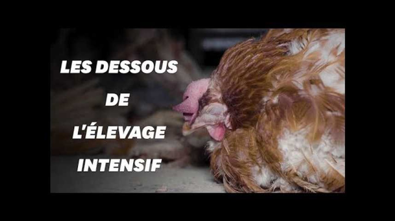 L214 épingle le plus grand producteur d'œufs français dans une vidéo