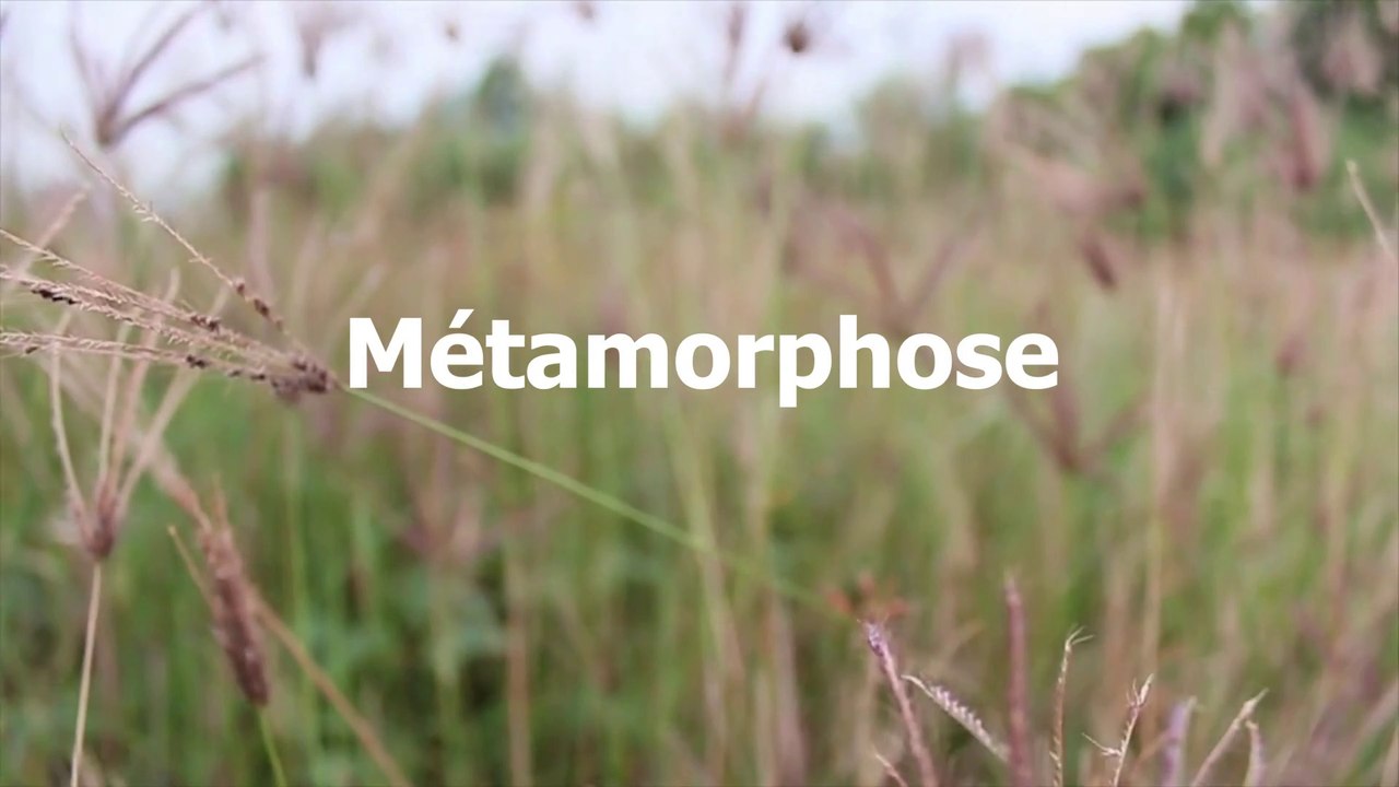 Métamorphose