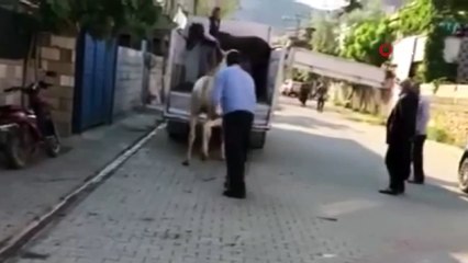 Araca bindirmeye çalıştığı atına sopayla vuran şahıs böyle görüntülendi