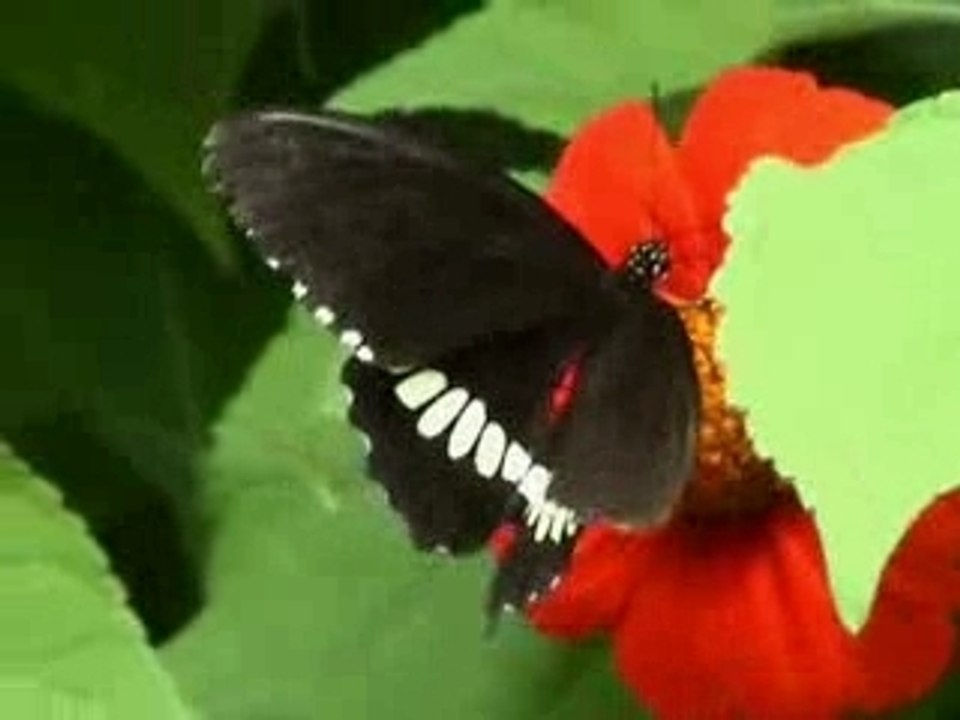 papillon
