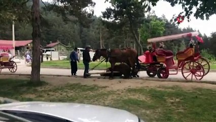 Sıcak ve yorgunluğa dayanamayan at yere yığıldı