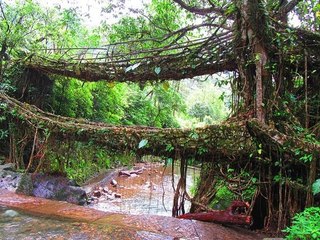 മഴയുടെ നാട്ടിലെ അപൂർവമായ  വേരുപാലങ്ങൾ