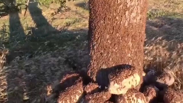 Une invasion de millions de sauterelles en Sardaigne