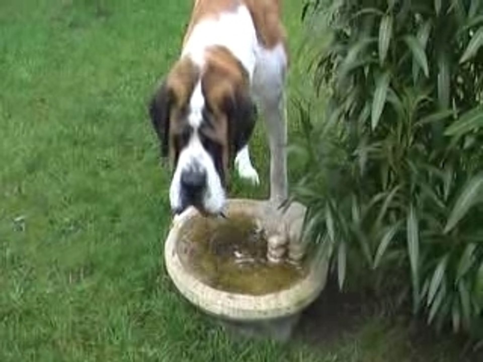 Baloo notre saint bernard