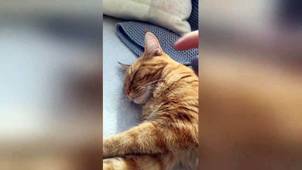 Cat hates being woken up