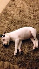 Napping puppy gets rudely woken up by human dad farting