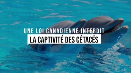 Le Canada interdit la captivité et l'élevage de cétacés