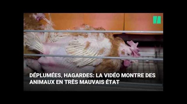 L214 et 30 Millions d'Amis épinglent le plus grand producteur d'œufs français