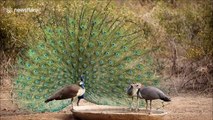 'Twerking' peacock does dance to woo group of peahens