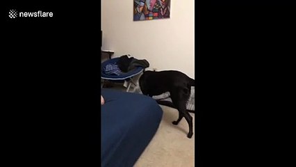 Dog in a bonnet not impressed as US owner left in hysterics