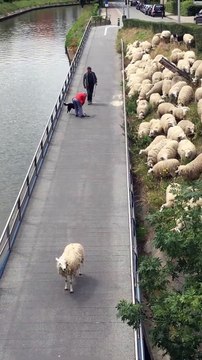 Ce troupeau de mouton est parti du mauvais sens.. les moutons sont coincés !