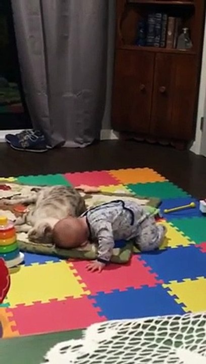 Ce bébé veut faire un calin au gros chat allongé dans le salon !