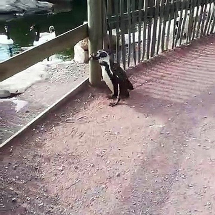 Ces manchots de Humboldt ont une agréable surprise. Trop mignon cette petite visite improvisée !