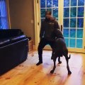 Ce chien et son maître font de drôle de pas de danses. Vous allez éclater de rire !