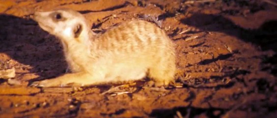 Cầy vằn châu Phi thoát hiểm ngoạn mục - TheMeerkats