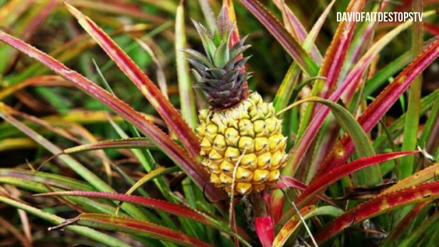AUCUN EXERCICE AUCUN RÉGIME PERDRE LA GRAISSE DU Ventre EN JUSTE 6 JOURS
