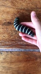 Caterpillar Doesn't Want to be Carried