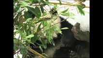Panda Palooza: Six Giant Panda Cubs Born at San Diego Zoo