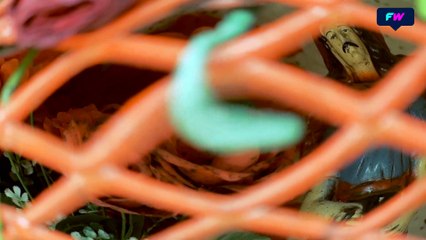 Capítulo 1. Pez  Gordo