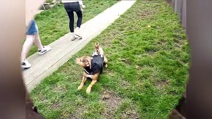 Ultimate New Funny Animals Compilation 2019 part 4 _ Try Not To Laugh _ Creative Commons