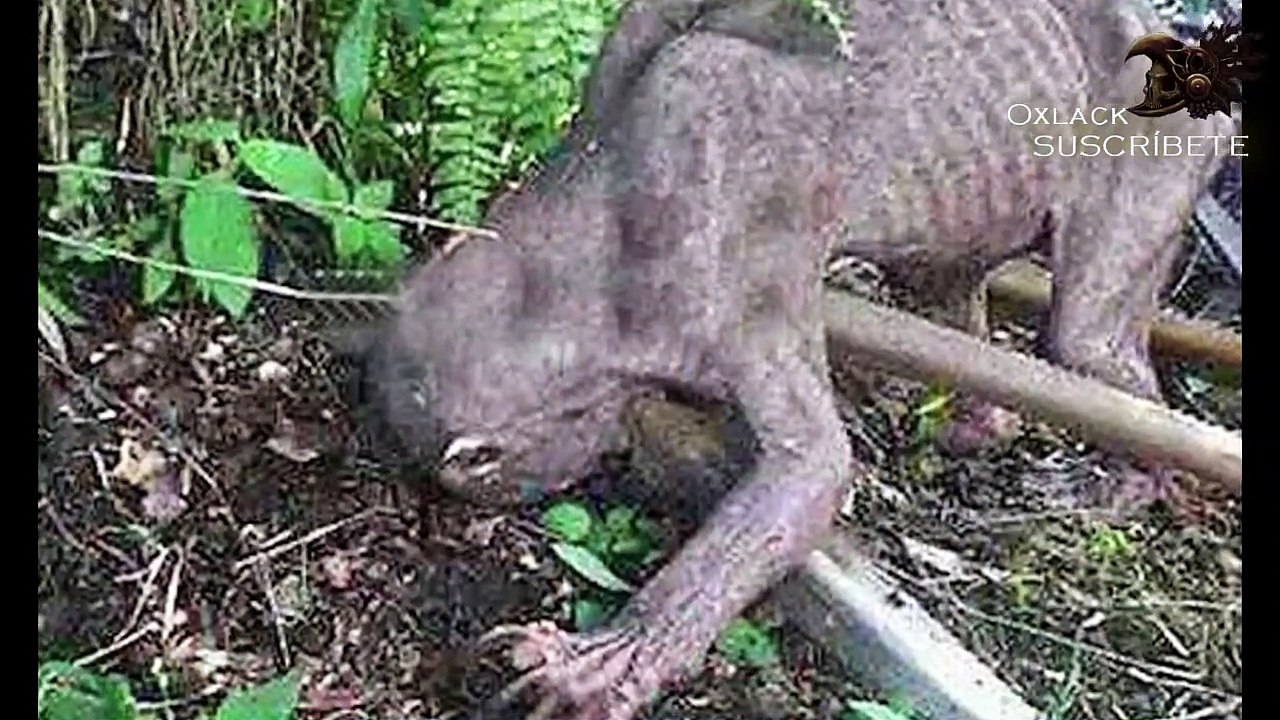 INSOLITO VIDEO DE MONSTRUO COME HUMANOS Atrapados la verdad