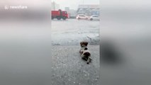 Puppy watches the rain fall to chill out in China's Guangdong