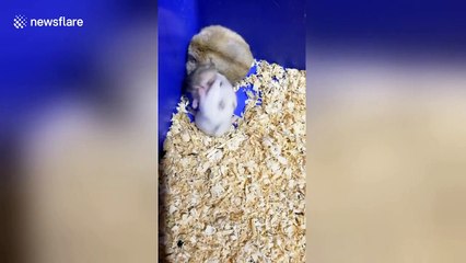 Unfazed hamster rests in corner while two baby rodents fight intensively beside it