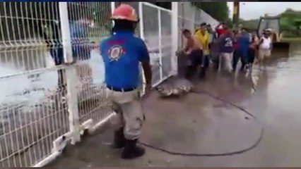 MICHOACáN hasta los COCODRILOS salen.