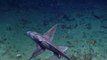 La caméra du Nautilus filme un requin préhistorique avec un curieux parasite sur le dos