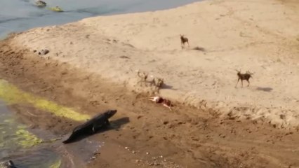 Un énorme crocodile vient voler le repas des hyènes