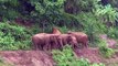 Un troupeau d'éléphant se mobilise pour sauver un éléphanteau tombé dans la boue