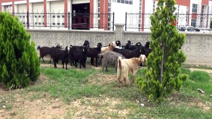 Download Video: Tırla çarpışan keçi yüklü kamyonet devrildi, kamyonetin kasasındaki keçiler yola savruldu