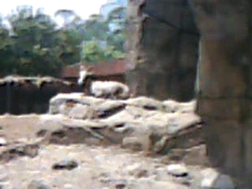 Alien Dans un zoo
