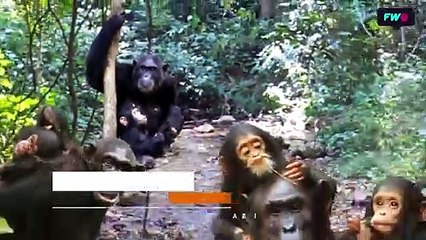 La misión de Jane Goodall